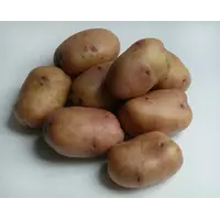 Картофель белый Латона